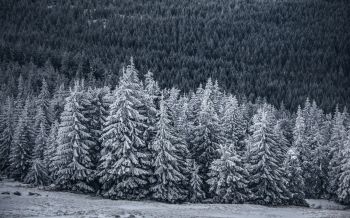snow forest, spruce Wallpaper 1920x1200
