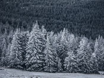 snow forest, spruce Wallpaper 800x600