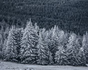 snow forest, spruce Wallpaper 1280x1024