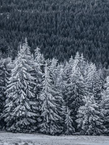 snow forest, spruce Wallpaper 1668x2224
