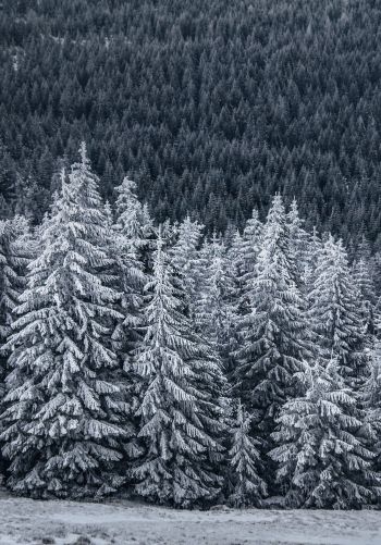 snow forest, spruce Wallpaper 1668x2388