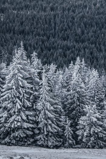 Обои 640x960 снежный лес, ель