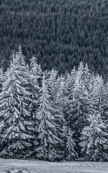 snow forest, spruce Wallpaper 1752x2800