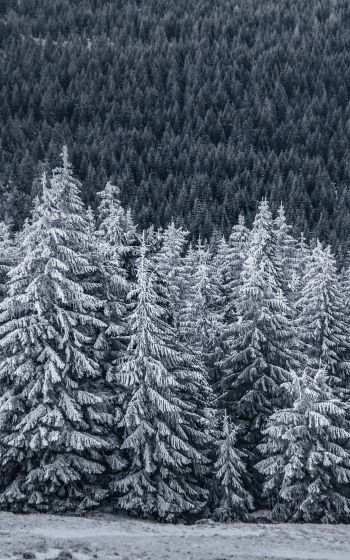 snow forest, spruce Wallpaper 1600x2560