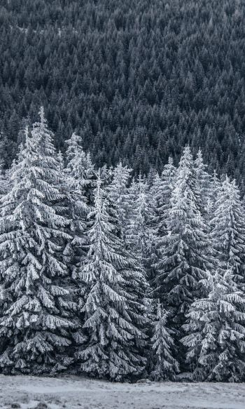 snow forest, spruce Wallpaper 1200x2000