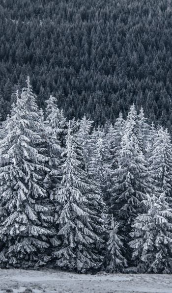 snow forest, spruce Wallpaper 600x1024