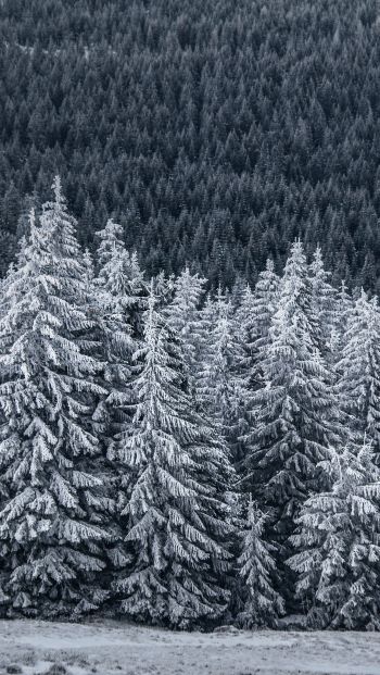 Обои 640x1136 снежный лес, ель