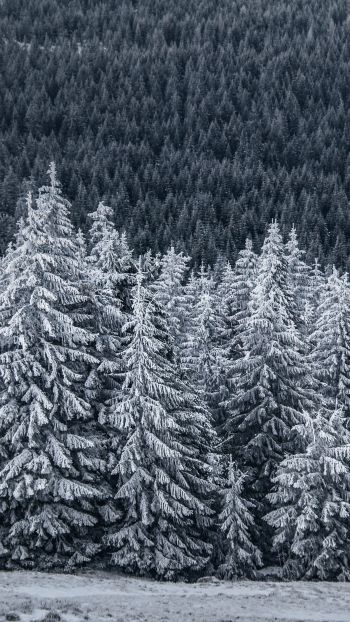 snow forest, spruce Wallpaper 750x1334