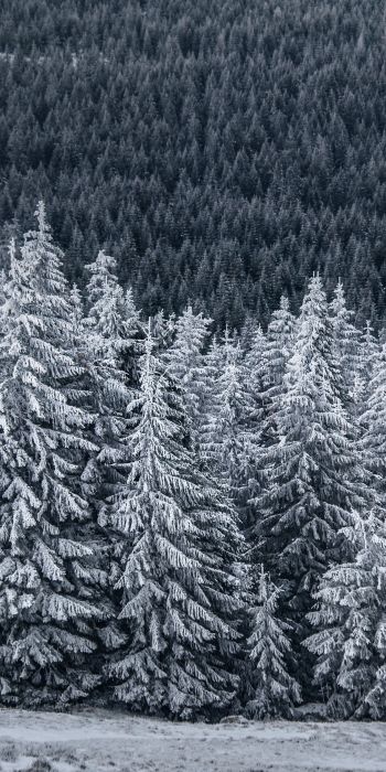 snow forest, spruce Wallpaper 720x1440