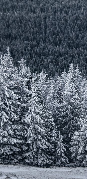 Обои 1080x2220 снежный лес, ель