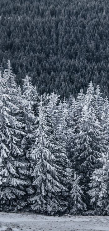 Обои 720x1520 снежный лес, ель