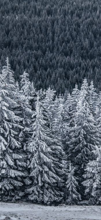 snow forest, spruce Wallpaper 1242x2688