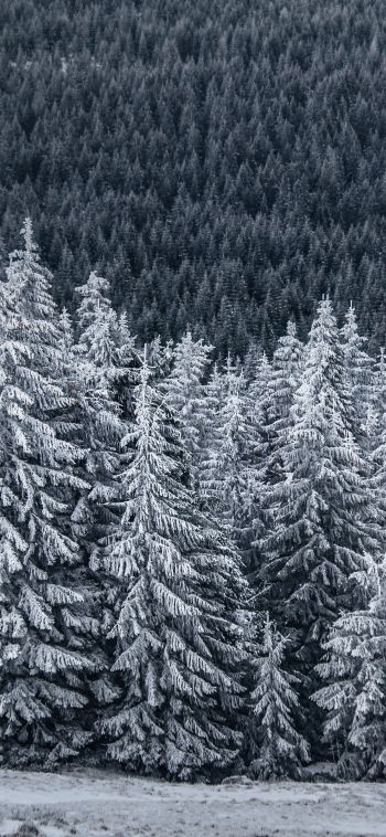 snow forest, spruce Wallpaper 1080x2340