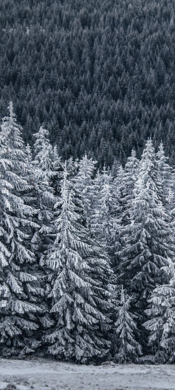 snow forest, spruce Wallpaper 1440x3200
