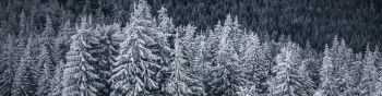 snow forest, spruce Wallpaper 1590x400