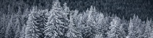 snow forest, spruce Wallpaper 1590x400