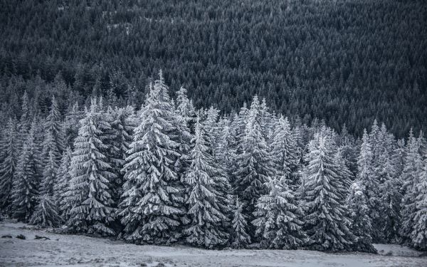 snow forest, spruce Wallpaper 5238x3274