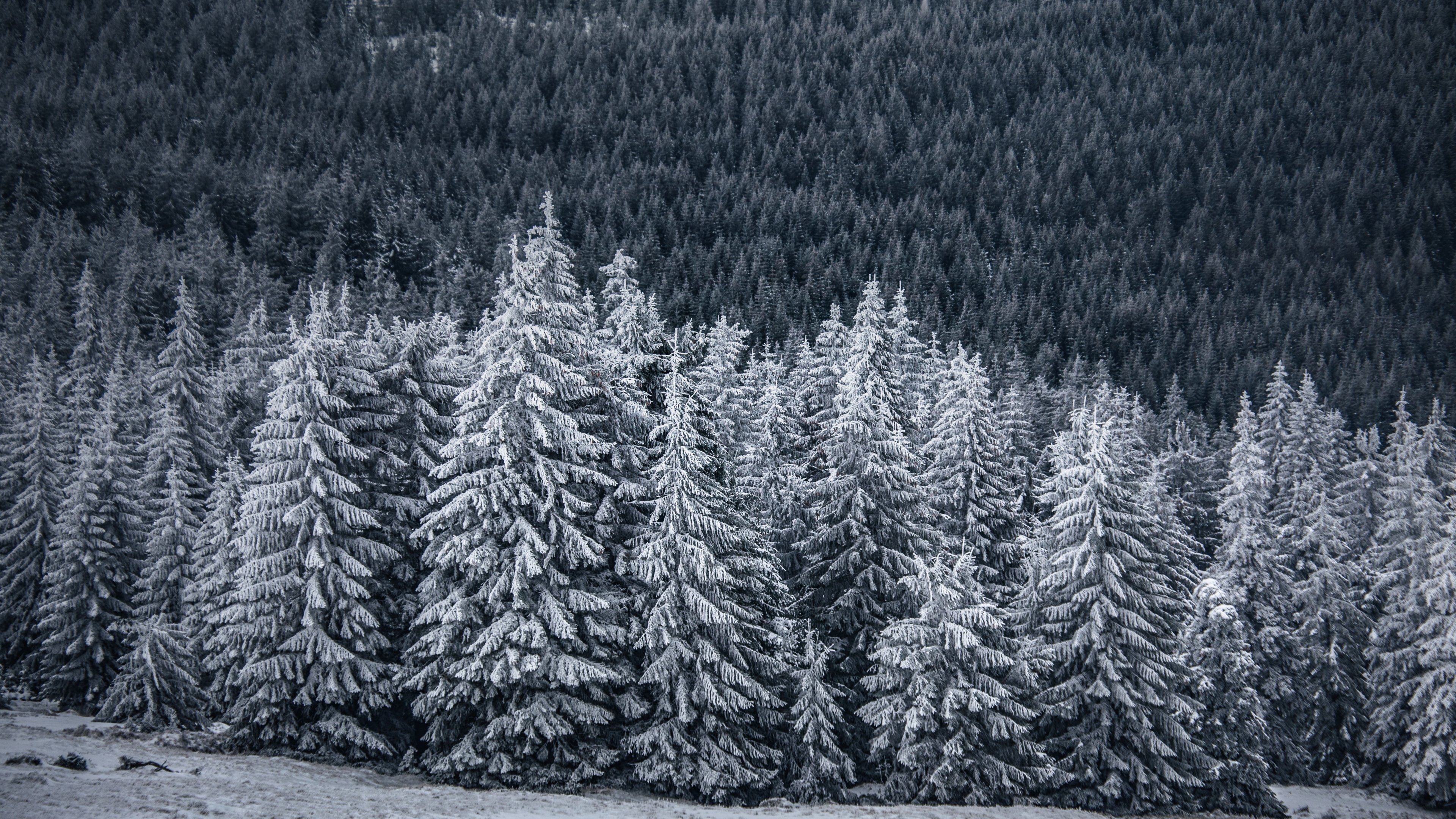 Волшебный лес зимой