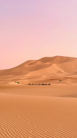 desert, caravan Wallpaper 640x1136