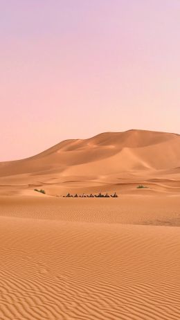 desert, caravan Wallpaper 750x1334
