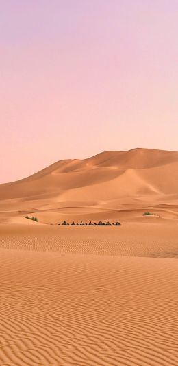 desert, caravan Wallpaper 1080x2220