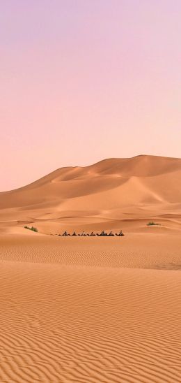desert, caravan Wallpaper 1080x2280