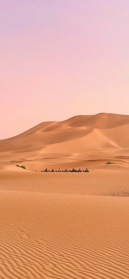 desert, caravan Wallpaper 1284x2778