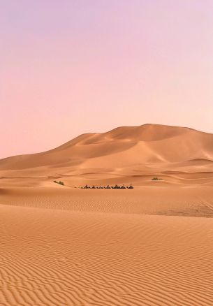desert, caravan Wallpaper 1640x2360
