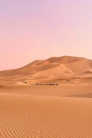 desert, caravan Wallpaper 640x960