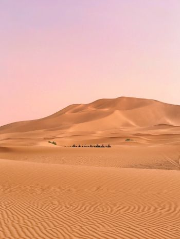 desert, caravan Wallpaper 2048x2732
