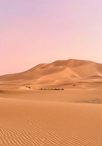 desert, caravan Wallpaper 1668x2388