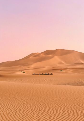 desert, caravan Wallpaper 1640x2360