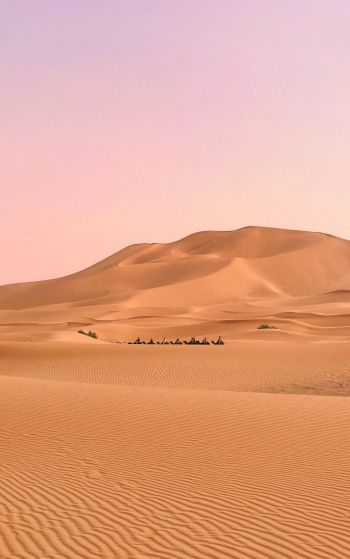 desert, caravan Wallpaper 1752x2800
