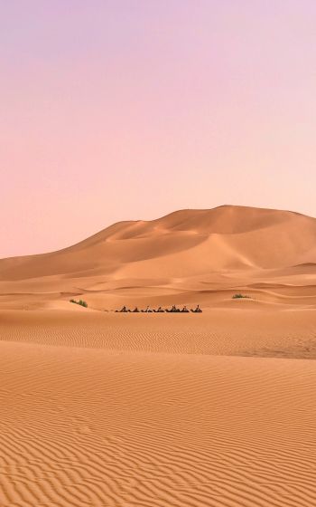 desert, caravan Wallpaper 1200x1920