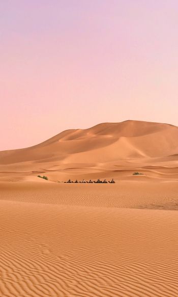 desert, caravan Wallpaper 1200x2000