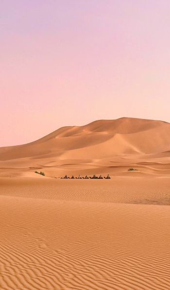 desert, caravan Wallpaper 600x1024
