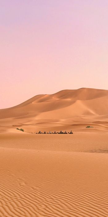 desert, caravan Wallpaper 720x1440
