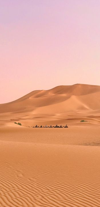 desert, caravan Wallpaper 1080x2220