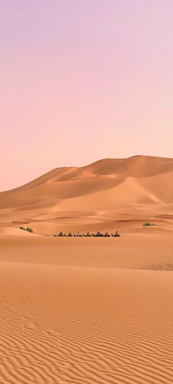 desert, caravan Wallpaper 1080x2400