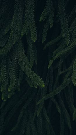 pine, green, black background Wallpaper 640x1136