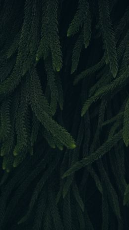 pine, green, black background Wallpaper 750x1334