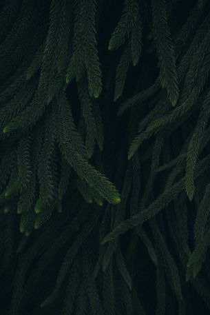 pine, green, black background Wallpaper 2669x4000
