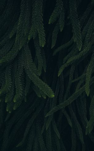 pine, green, black background Wallpaper 800x1280