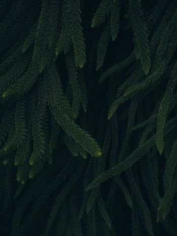 pine, green, black background Wallpaper 1620x2160