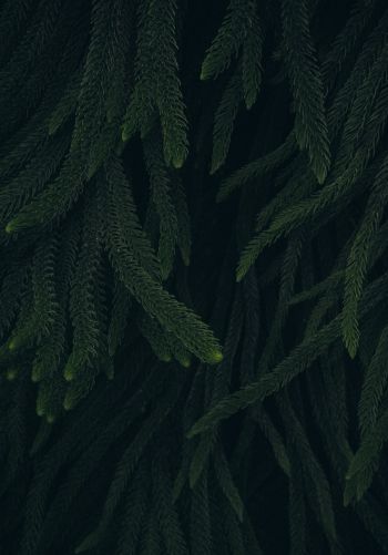 pine, green, black background Wallpaper 1668x2388