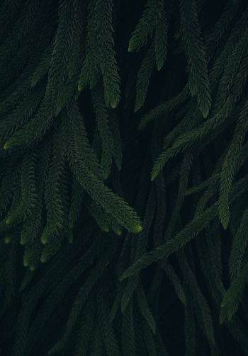 pine, green, black background Wallpaper 1640x2360