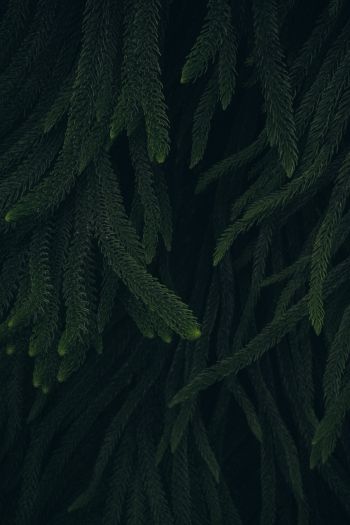 pine, green, black background Wallpaper 640x960