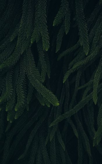 pine, green, black background Wallpaper 1600x2560