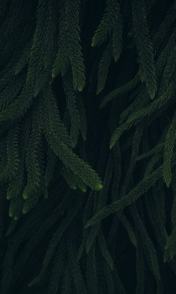pine, green, black background Wallpaper 1200x2000