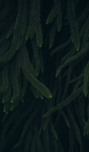 pine, green, black background Wallpaper 600x1024